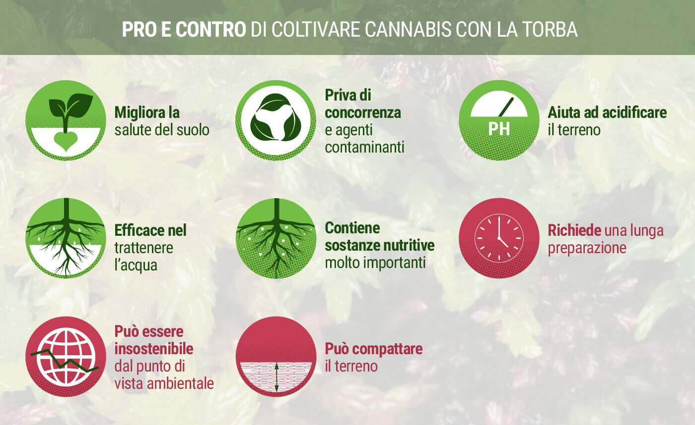 Pro e Contro di Coltivare Cannabis con la Torba