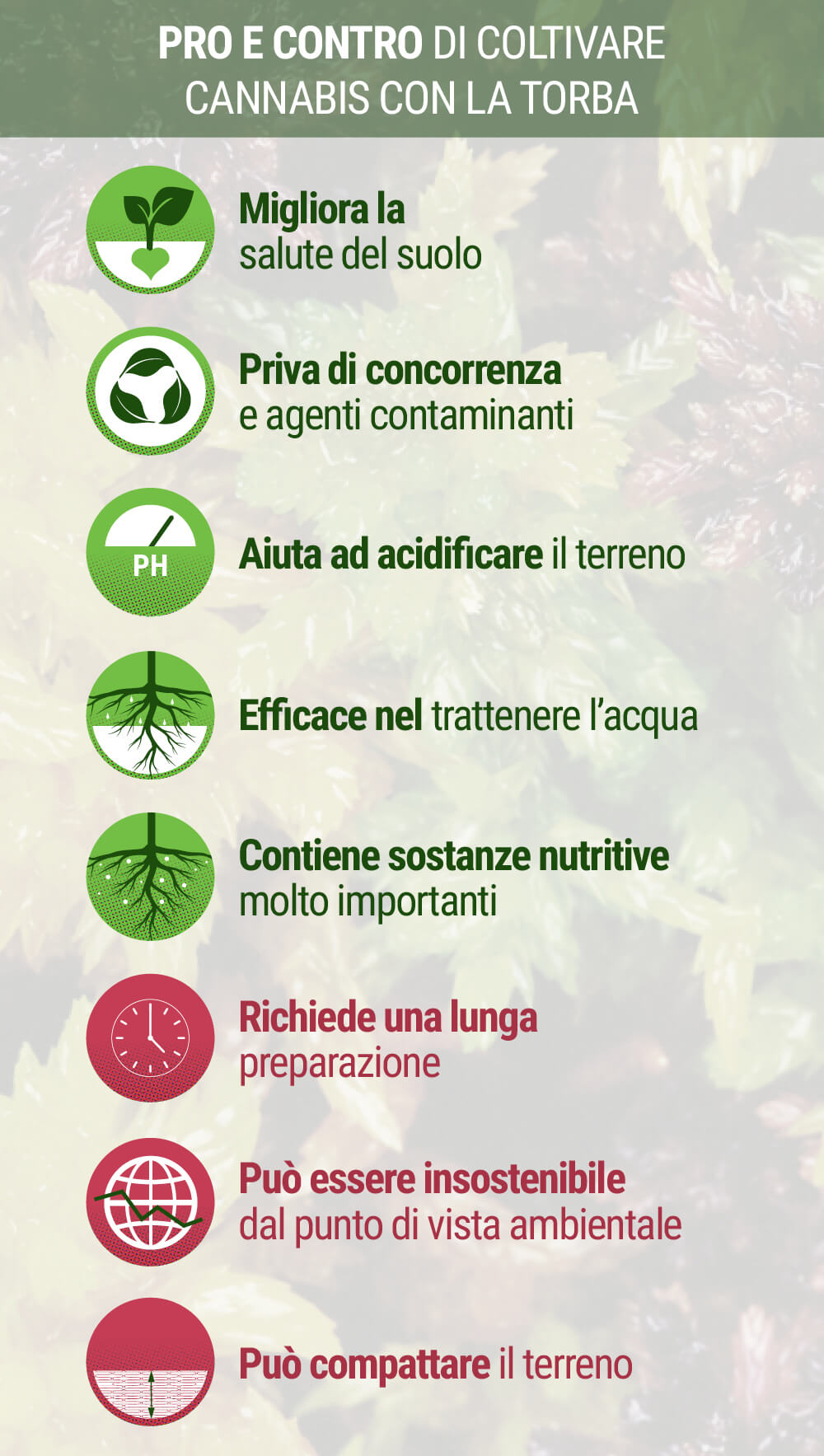 Pro e Contro di Coltivare Cannabis con la Fibra di Cocco