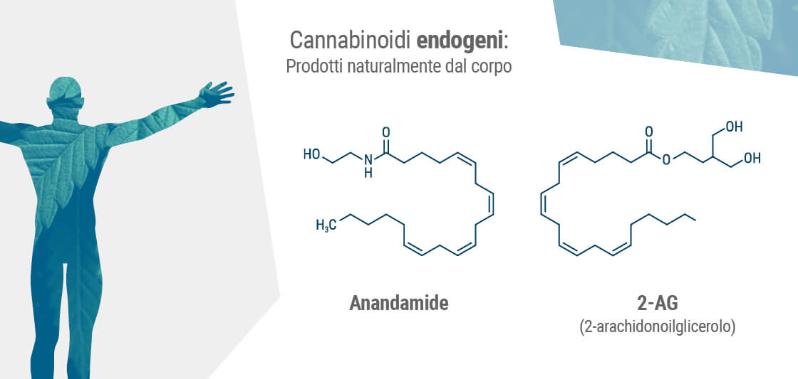 I due endocannabinoidi primari nel nostro corpo sono l’anandamide e il 2-AG.