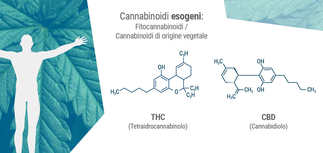 I fitocannabinoidi condividono spesso una struttura molecolare simile ai nostri endocannabinoidi.