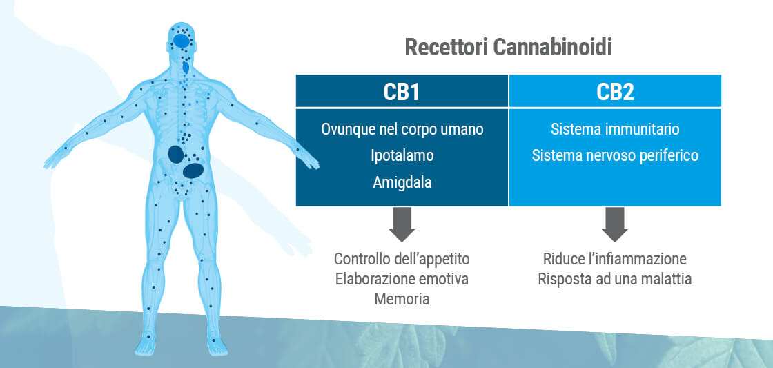 Il sistema endocannabinoide presenta due tipi principali di recettori: CB1 e CB2