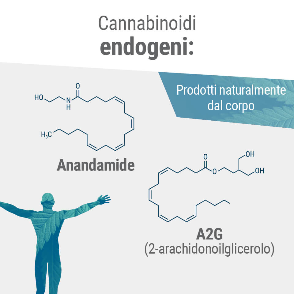 I due endocannabinoidi primari nel nostro corpo sono l’anandamide e il 2-AG.