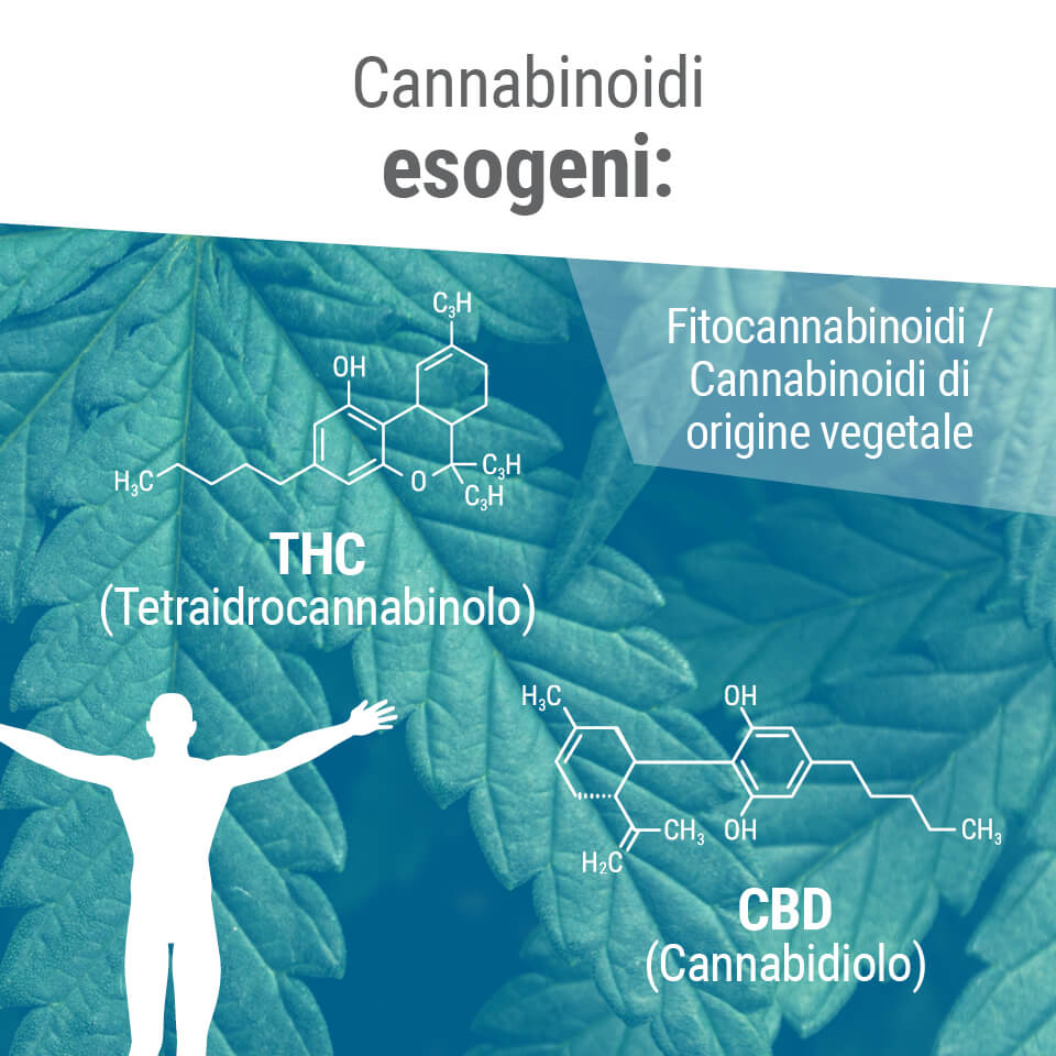 I fitocannabinoidi condividono spesso una struttura molecolare simile ai nostri endocannabinoidi.