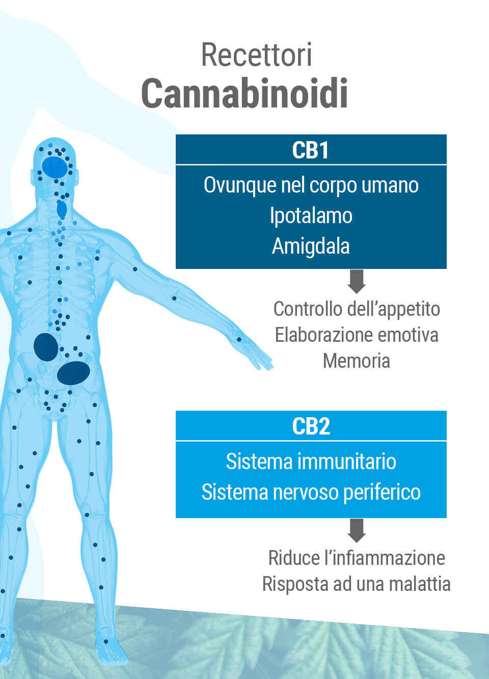 Il sistema endocannabinoide presenta due tipi principali di recettori: CB1 e CB2