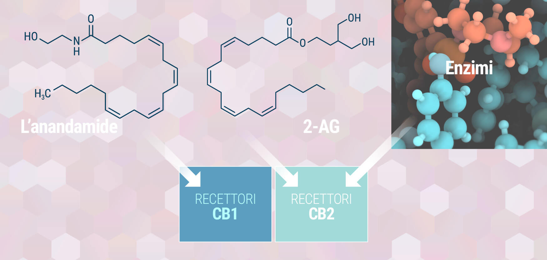 Il sistema endocannabinoide