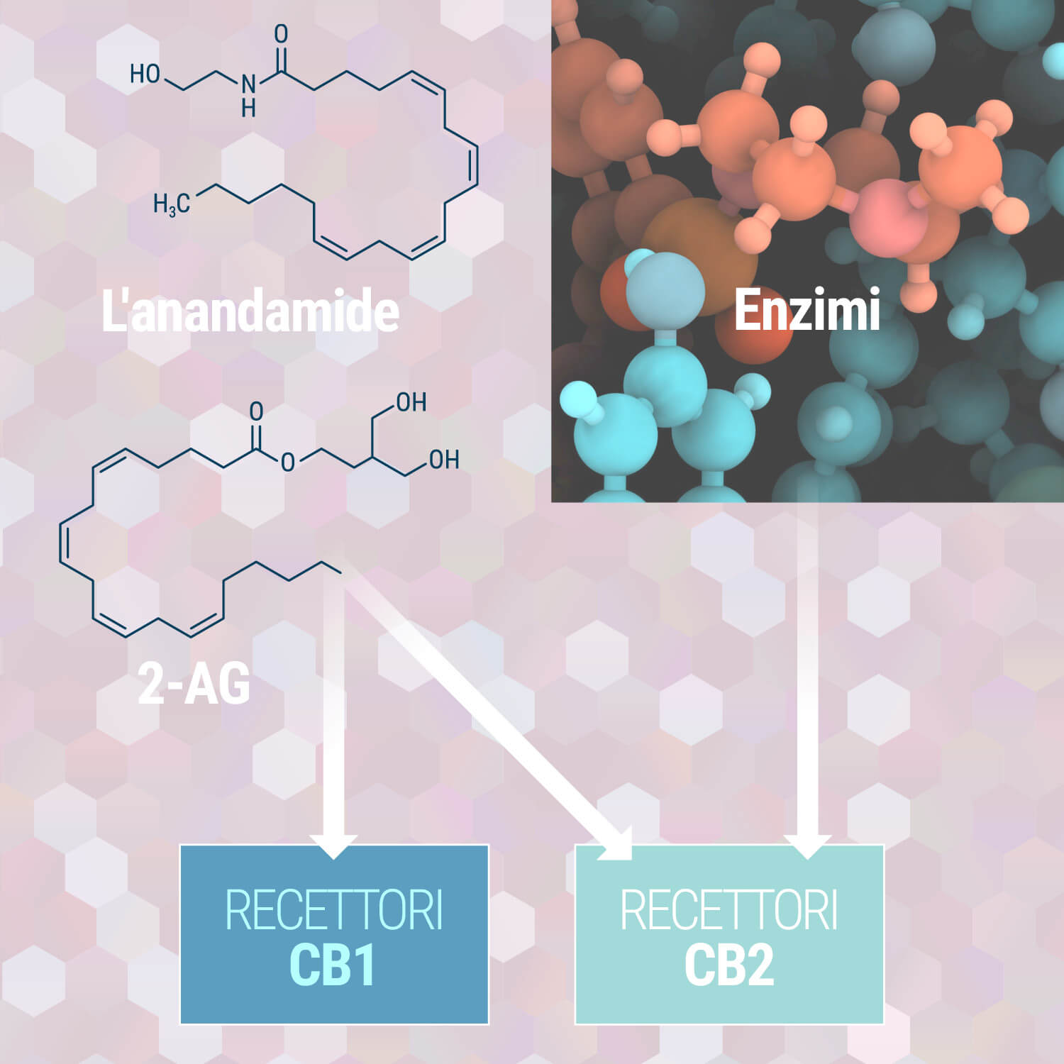 Il sistema endocannabinoide