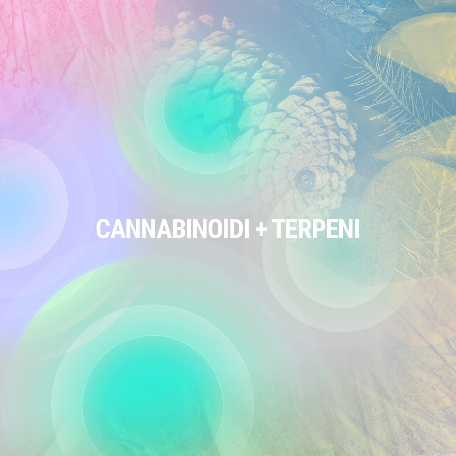 Cannabinoidi + Terpeni