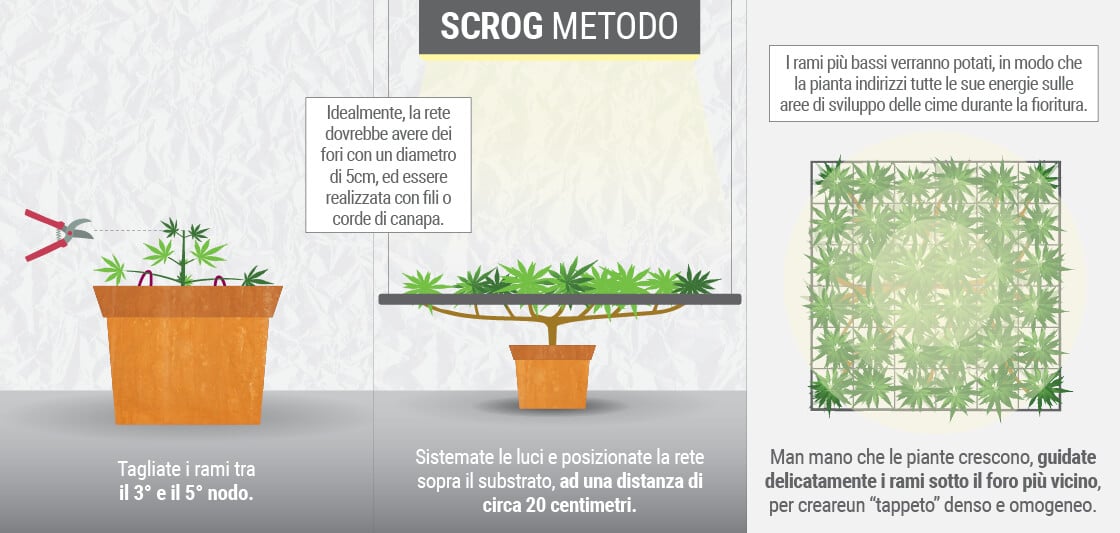 Coltivazione di cannabis con il SCROG (schermo verde) metodo