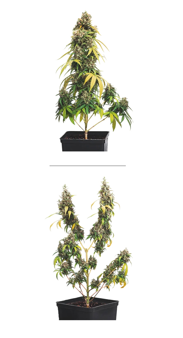 Esempio affiancato di topping nella cannabis: pianta senza topping con una cima principale vs pianta con topping con più cime