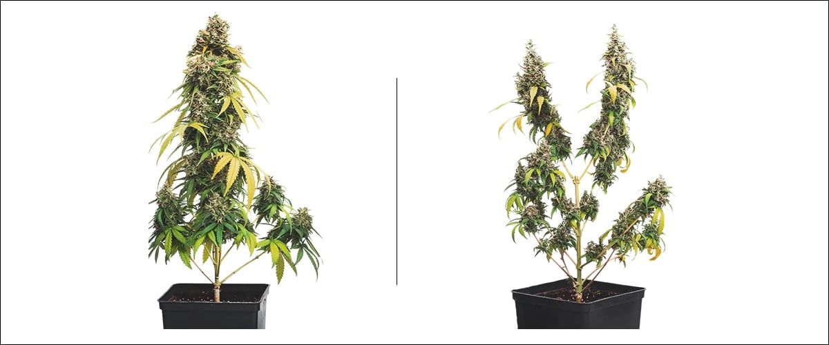 Esempio affiancato di topping nella cannabis: pianta senza topping con una cima principale vs pianta con topping con più cime