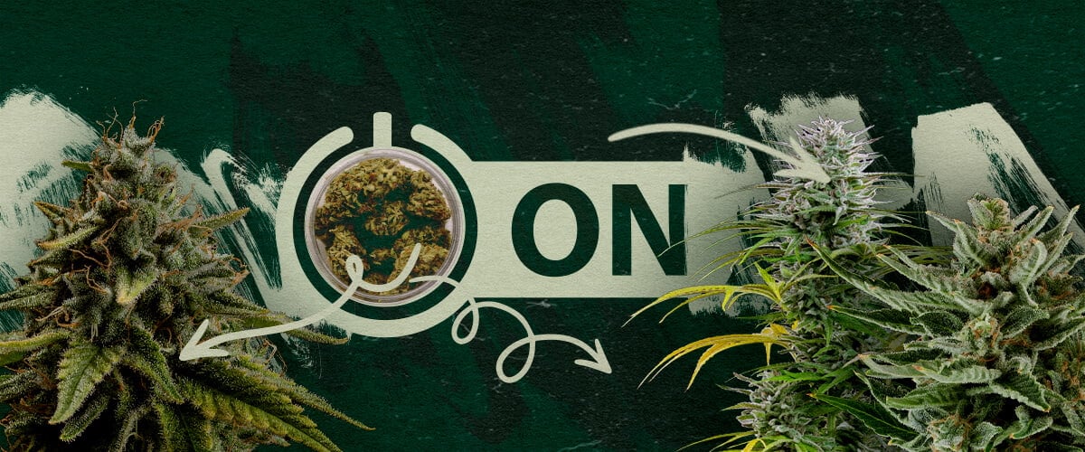 Varietà e Prodotti di Cannabis Raccomandati Dopo una Pausa di Tolleranza Cime di cannabis in un barattolo con una grafica di interruttore