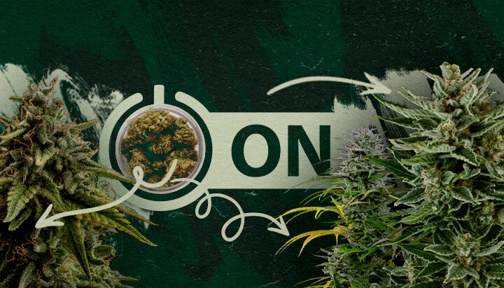 Varietà e Prodotti di Cannabis Raccomandati Dopo una Pausa di Tolleranza Cime di cannabis in un barattolo con una grafica di interruttore