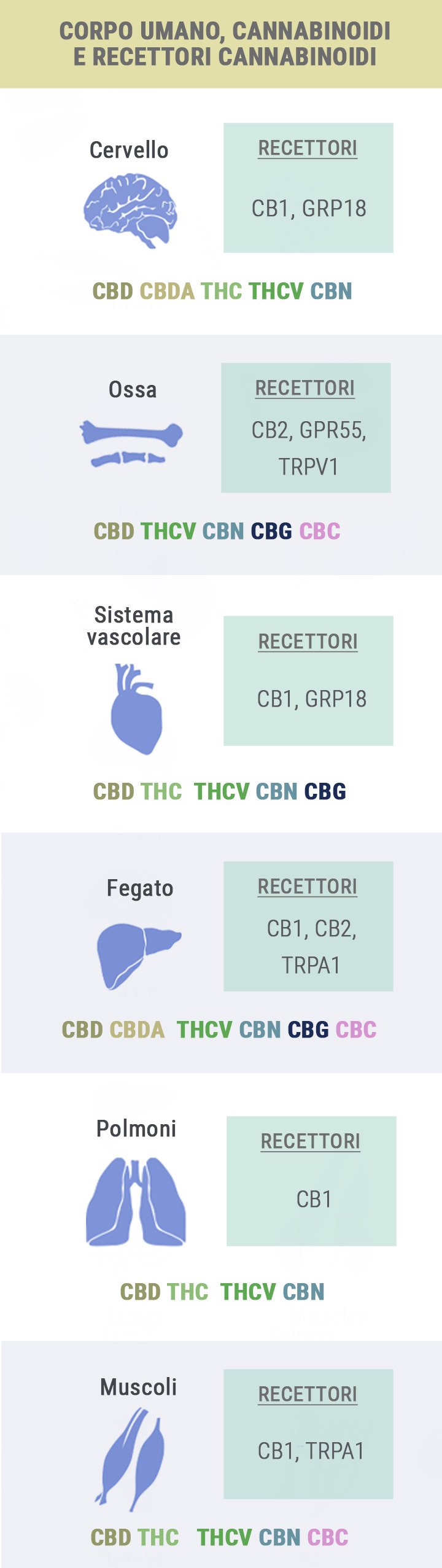 Body, Cannabinoids and Receptors