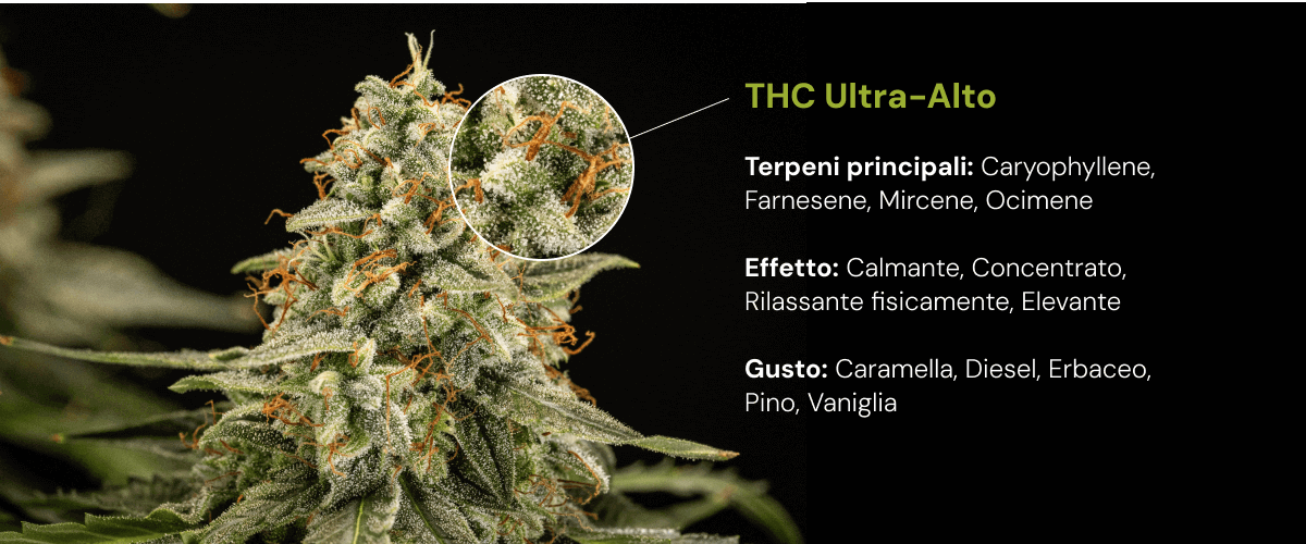 Varietà di cannabis a THC ultra alto | Terpeni, effetti e sapore Scopri una varietà di cannabis a THC ultra alto con terpeni principali come cariofillene, farnesene, mircene e ocimene, con effetti rilassanti e stimolanti.