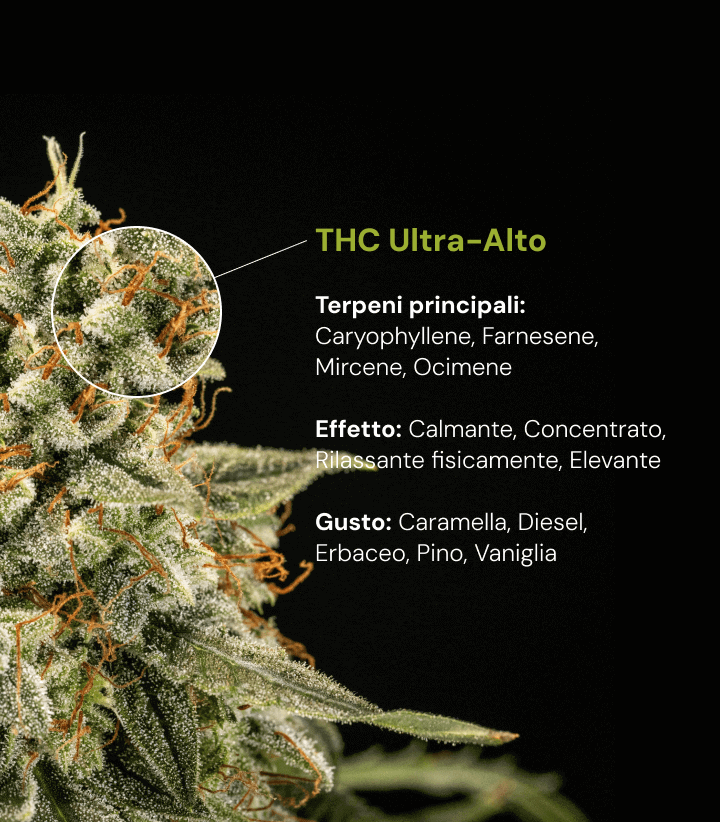 Varietà di cannabis a THC ultra alto | Terpeni, effetti e sapore Scopri una varietà di cannabis a THC ultra alto con terpeni principali come cariofillene, farnesene, mircene e ocimene, con effetti rilassanti e stimolanti.