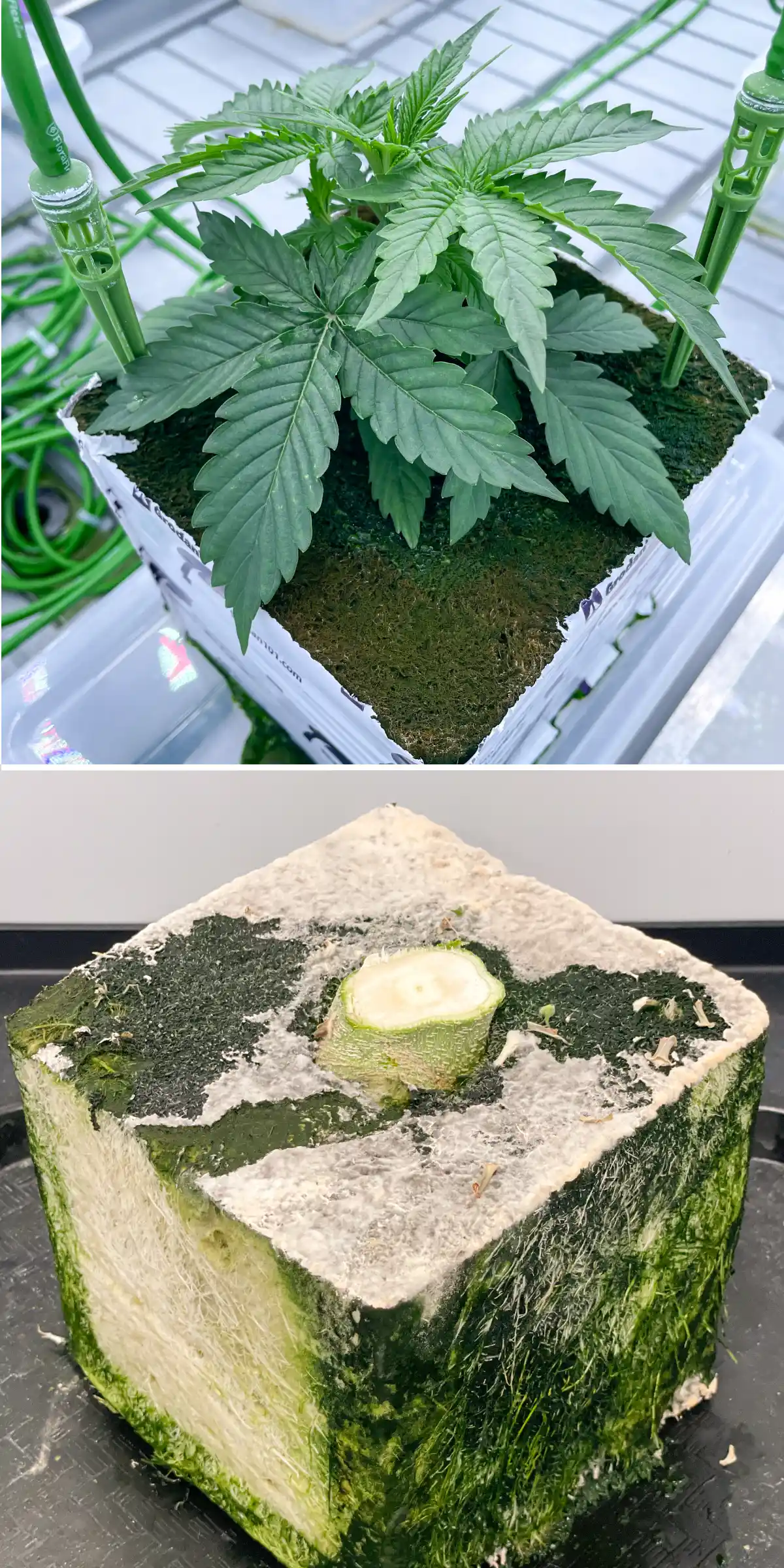 Prova cannabis in lana di roccia: confronto tra blocchi e irrigazione Vista affiancata della cannabis in lana di roccia durante una prova controllata di flush, con una giovane pianta con picchetti di irrigazione e un blocco di lana di roccia tagliato con sviluppo radicale visibile.