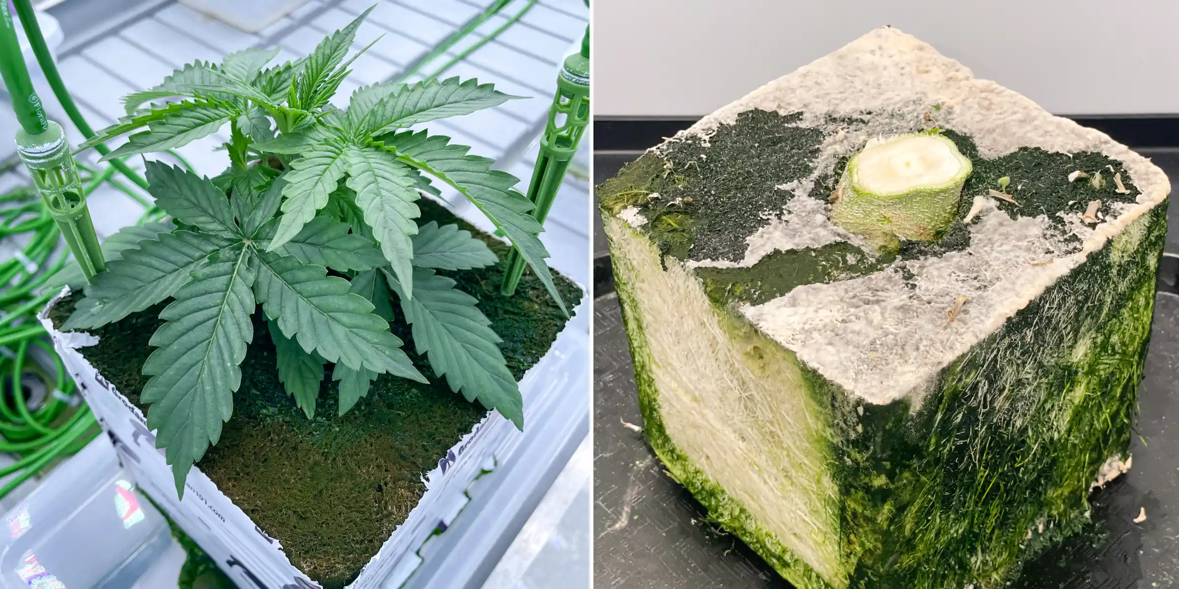 Prova cannabis in lana di roccia: confronto tra blocchi e irrigazione Vista affiancata della cannabis in lana di roccia durante una prova controllata di flush, con una giovane pianta con picchetti di irrigazione e un blocco di lana di roccia tagliato con sviluppo radicale visibile.