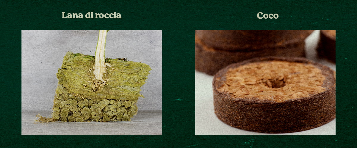 Confronto Sottostrati Rockwool e Coco per Piante Confronto tra sottostrati Rockwool e Coco, con pianta in Rockwool verde e un disco Coco, testati per la crescita.
