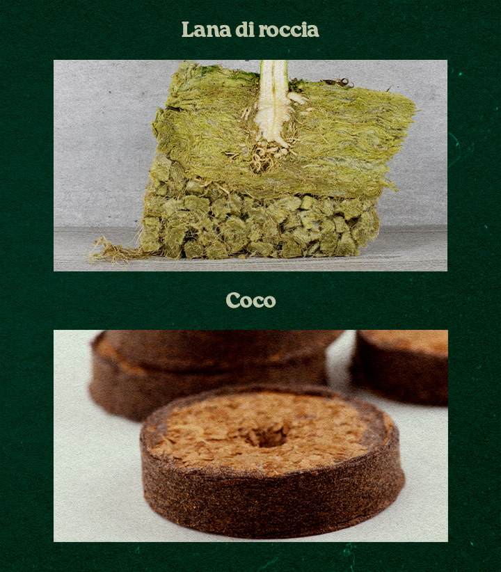 Confronto Sottostrati Rockwool e Coco per Piante Confronto tra sottostrati Rockwool e Coco, con pianta in Rockwool verde e un disco Coco, testati per la crescita.