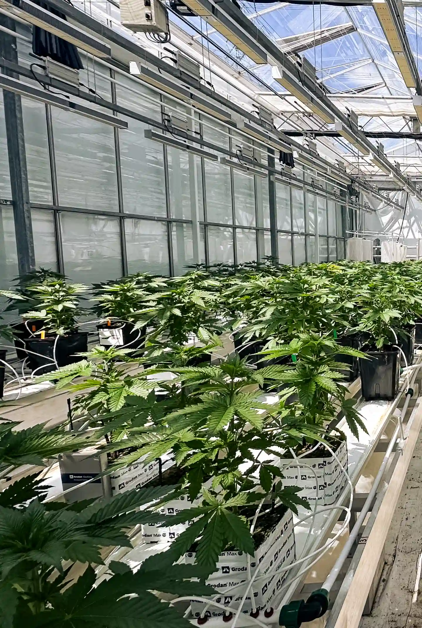 Sala di prova per il crop steering della cannabis Piante di cannabis che crescono in una sala di prova in serra controllata, con blocchi di lana di roccia, linee di irrigazione, intensa illuminazione della chioma e file di piante sane usate per la ricerca sul crop steering.