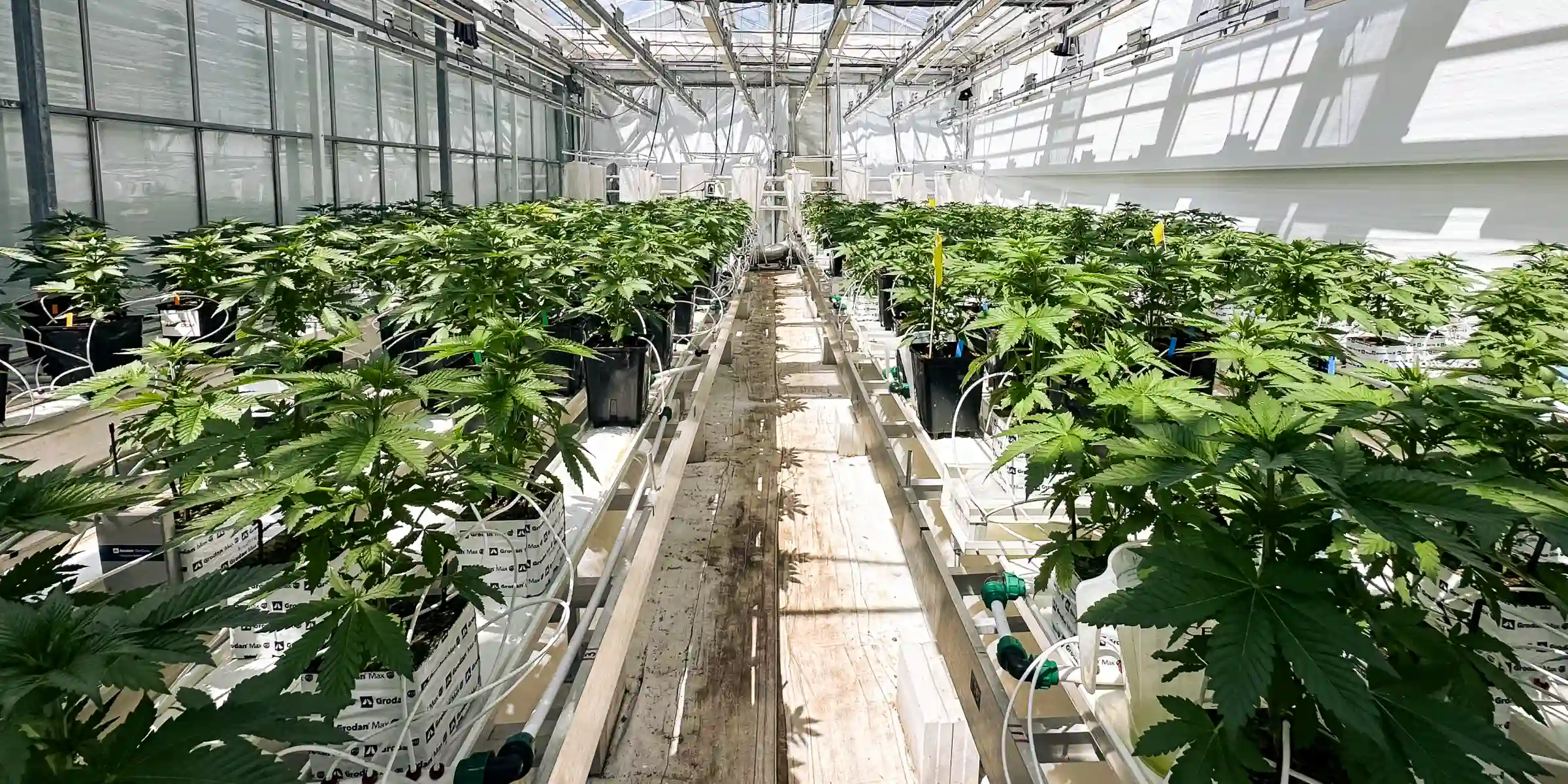 Sala di prova per il crop steering della cannabis Piante di cannabis che crescono in una sala di prova in serra controllata, con blocchi di lana di roccia, linee di irrigazione, intensa illuminazione della chioma e file di piante sane usate per la ricerca sul crop steering.