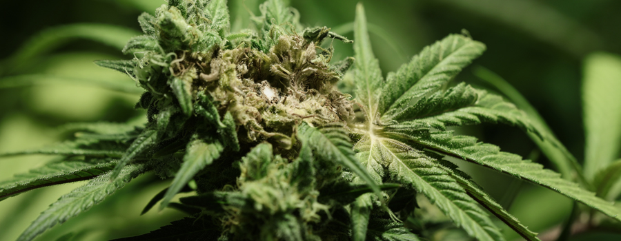 Come Trattare il Fusarium nelle Piante di Cannabis