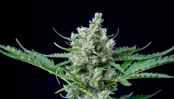 Royal Bluematic: resa elevata in rapporto all’altezza Cima di cannabis Royal Bluematic con fiori densi e resinosi, pistilli bianchi, foglie verdi e crescita in fioritura compatta su sfondo scuro.