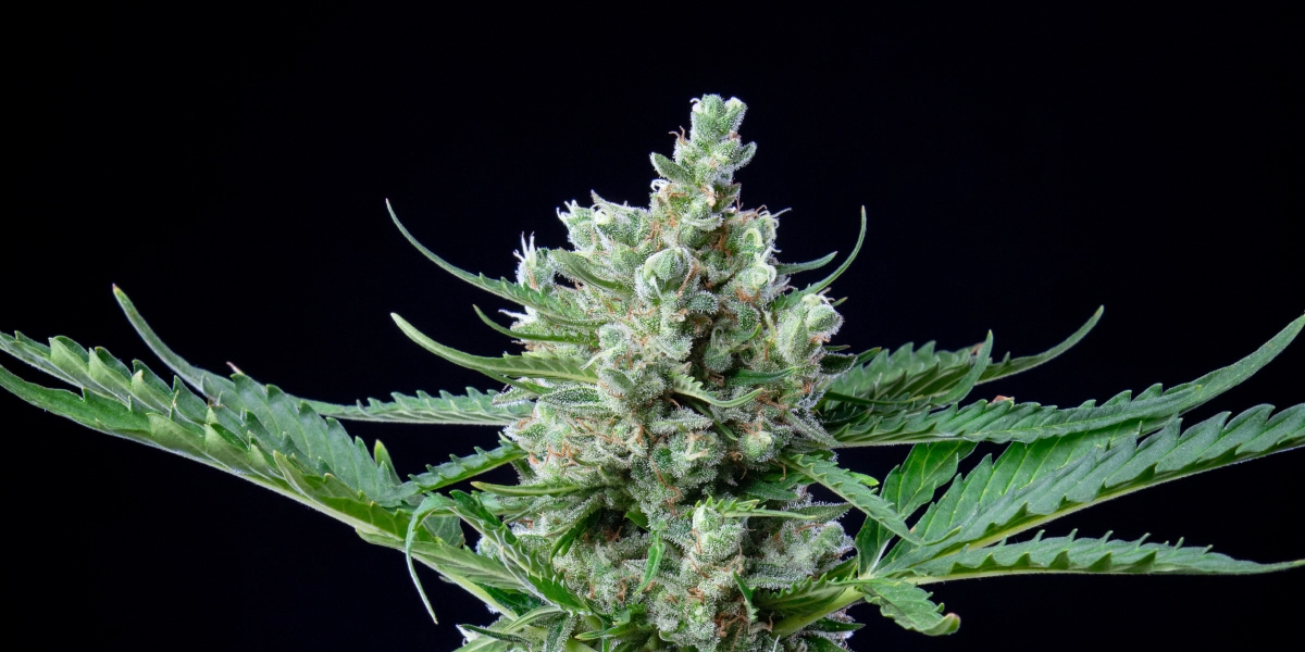 Royal Bluematic: resa elevata in rapporto all’altezza Cima di cannabis Royal Bluematic con fiori densi e resinosi, pistilli bianchi, foglie verdi e crescita in fioritura compatta su sfondo scuro.