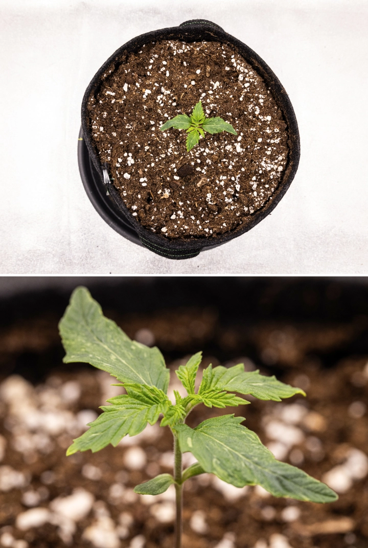Grow report Royal Creamatic: settimana 1, crescita della plantula Plantula di cannabis Royal Creamatic nella settimana 1, con crescita iniziale, foglie verdi, leggera deformazione delle foglie e terriccio ricco di perlite.
