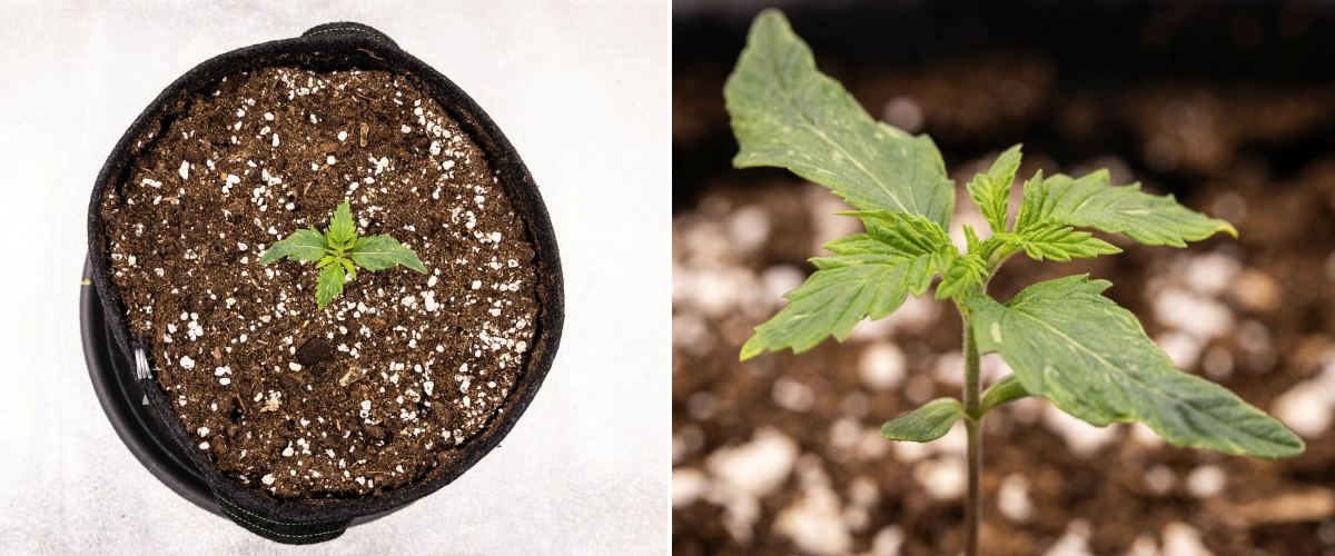 Grow report Royal Creamatic: settimana 1, crescita della plantula Plantula di cannabis Royal Creamatic nella settimana 1, con crescita iniziale, foglie verdi, leggera deformazione delle foglie e terriccio ricco di perlite.