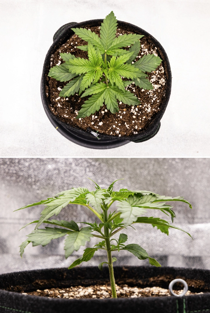 Grow report Royal Creamatic: settimana 2, crescita vegetativa Pianta di cannabis Royal Creamatic nella settimana 2, con crescita vegetativa compatta, foglie verdi sane, internodi corti e terriccio ricco di perlite.