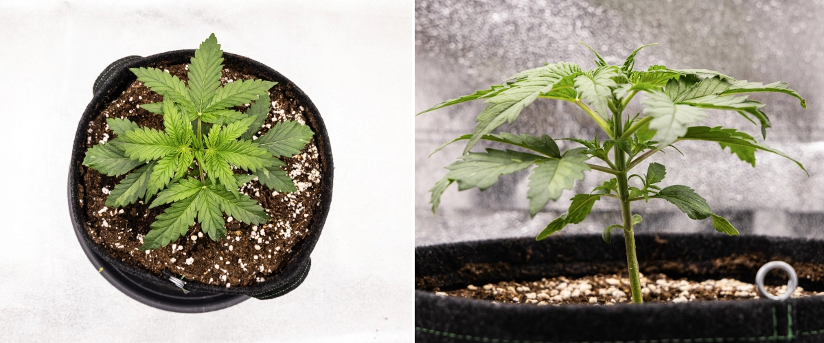 Grow report Royal Creamatic: settimana 2, crescita vegetativa Pianta di cannabis Royal Creamatic nella settimana 2, con crescita vegetativa compatta, foglie verdi sane, internodi corti e terriccio ricco di perlite.