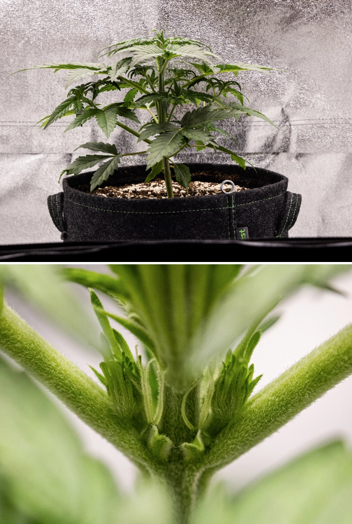 Grow report Royal Creamatic: settimana 3, crescita di prefioritura Pianta di cannabis Royal Creamatic nella settimana 3, con crescita compatta, fogliame sano, prefiori visibili e un giovane stelo robusto.
