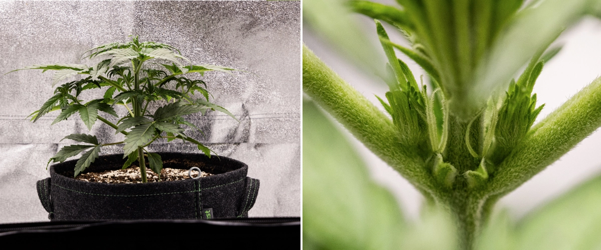 Grow report Royal Creamatic: settimana 3, crescita di prefioritura Pianta di cannabis Royal Creamatic nella settimana 3, con crescita compatta, fogliame sano, prefiori visibili e un giovane stelo robusto.