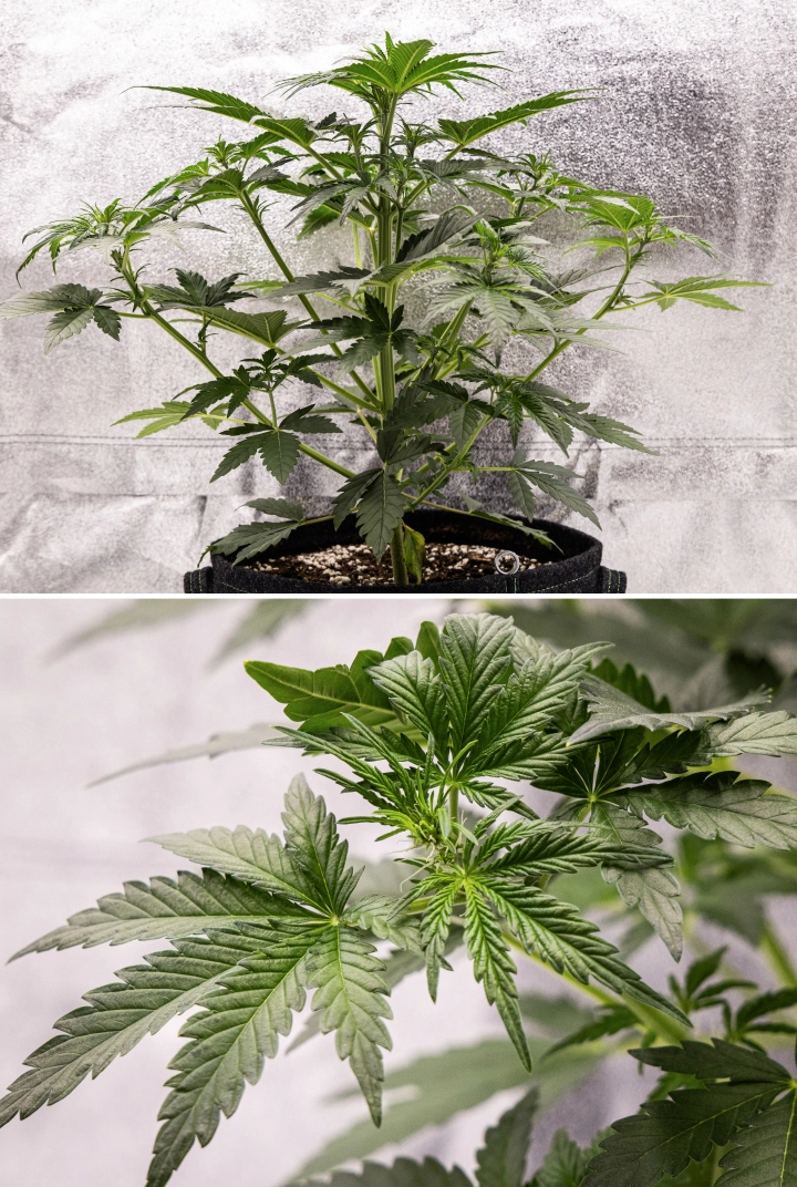 Grow report Royal Creamatic: settimana 4, inizio fioritura Pianta di cannabis Royal Creamatic nella settimana 4, con inizio della fioritura, fogliame verde sano, pistilli freschi e forte sviluppo dei rami.