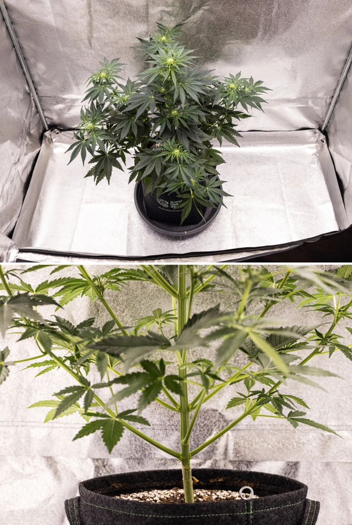 Grow report Royal Creamatic: settimana 5, sviluppo dei fiori Pianta di cannabis Royal Creamatic nella settimana 5, con cime in sviluppo, fogliame verde sano, rami robusti e una struttura di fioritura equilibrata.