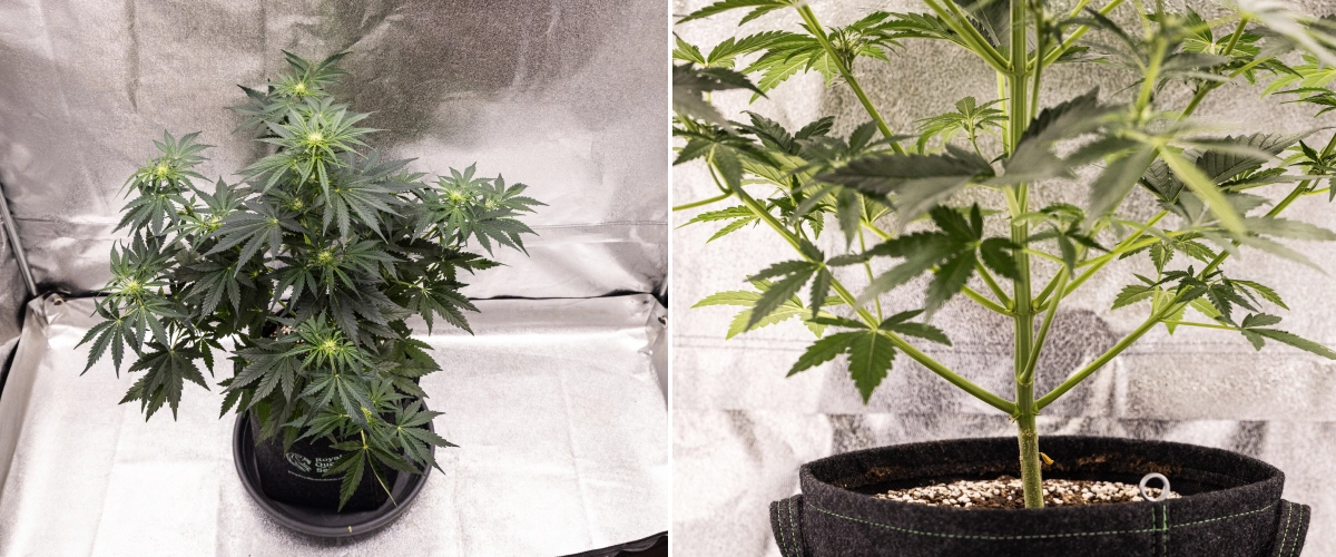 Grow report Royal Creamatic: settimana 5, sviluppo dei fiori Pianta di cannabis Royal Creamatic nella settimana 5, con cime in sviluppo, fogliame verde sano, rami robusti e una struttura di fioritura equilibrata.