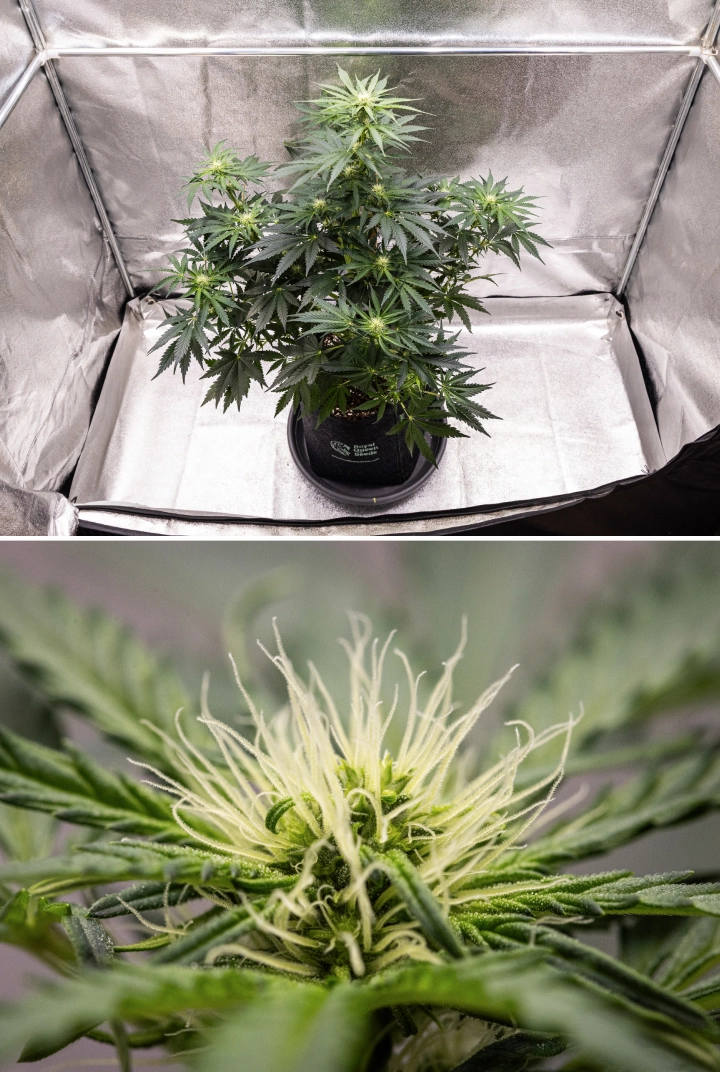 Grow report Royal Creamatic: settimana 6, produzione di resina Pianta di cannabis Royal Creamatic nella settimana 6, con cime resinose, pistilli bianchi, fogliame sano e una cola principale pronunciata.