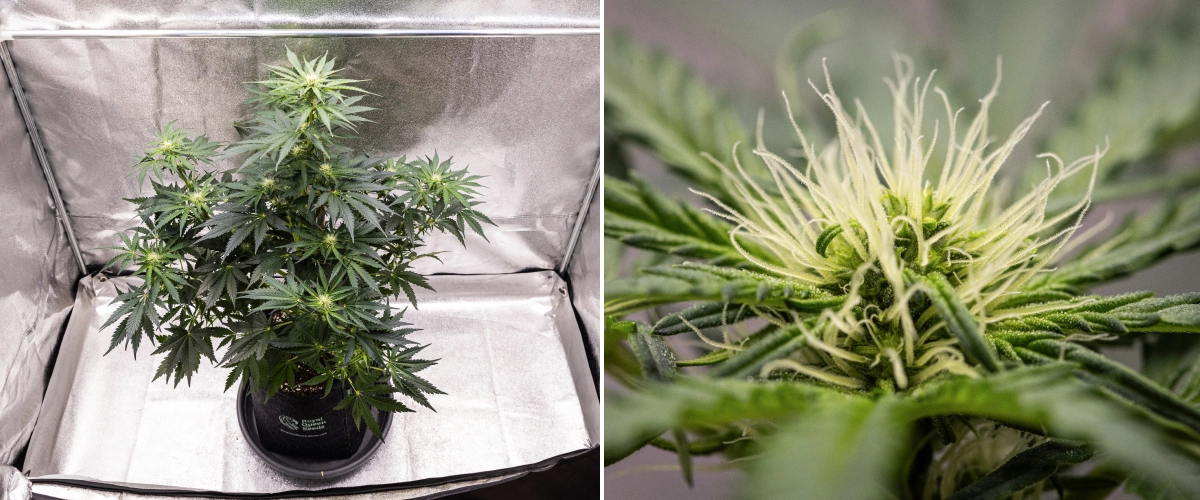 Grow report Royal Creamatic: settimana 6, produzione di resina Pianta di cannabis Royal Creamatic nella settimana 6, con cime resinose, pistilli bianchi, fogliame sano e una cola principale pronunciata.