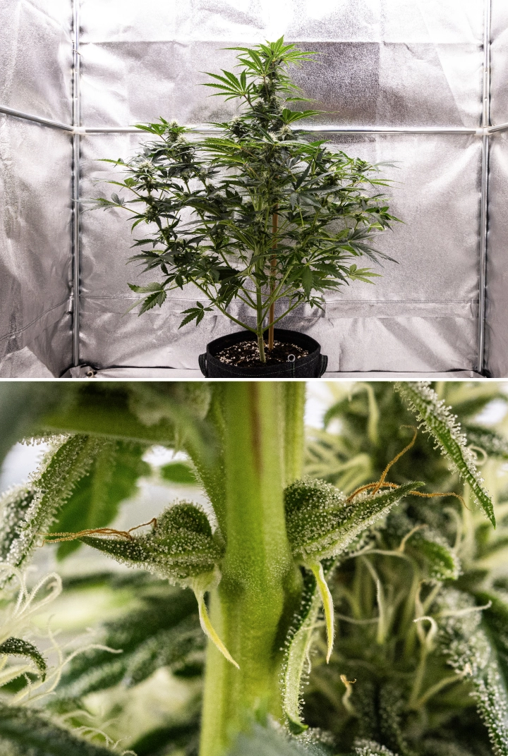 Grow report Royal Creamatic: settimana 7, forte produzione di tricomi Pianta di cannabis Royal Creamatic nella settimana 7, con cime ghiacciate, abbondante copertura di tricomi, pistilli bianchi e fogliame verde sano.
