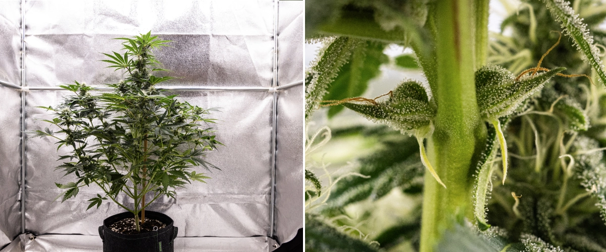 Grow report Royal Creamatic: settimana 7, forte produzione di tricomi Pianta di cannabis Royal Creamatic nella settimana 7, con cime ghiacciate, abbondante copertura di tricomi, pistilli bianchi e fogliame verde sano.