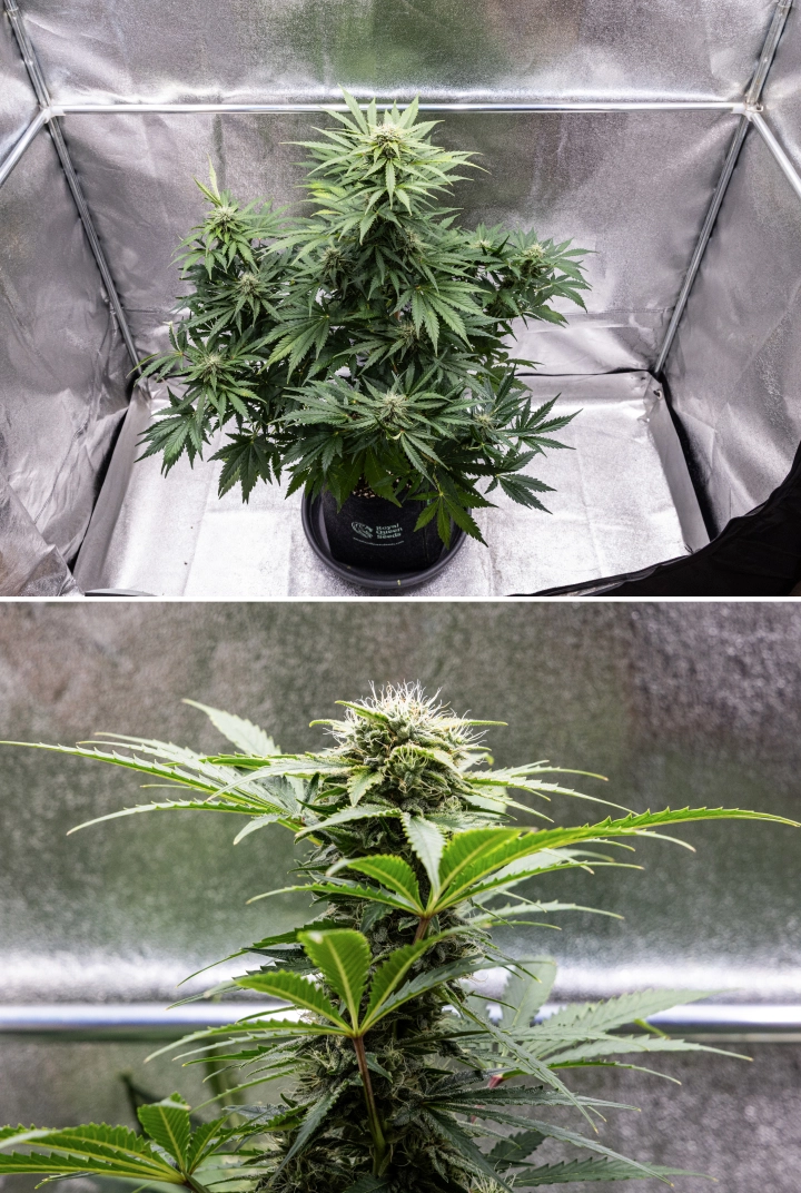 Grow report Royal Creamatic: settimana 8, cime dense e appiccicose Pianta di cannabis Royal Creamatic nella settimana 8, con cime dense e appiccicose, tricomi ghiacciati, pistilli bianchi e foglie verdi sane.