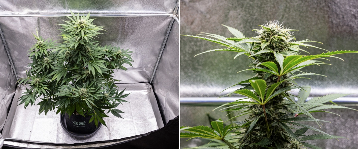 Grow report Royal Creamatic: settimana 8, cime dense e appiccicose Pianta di cannabis Royal Creamatic nella settimana 8, con cime dense e appiccicose, tricomi ghiacciati, pistilli bianchi e foglie verdi sane.