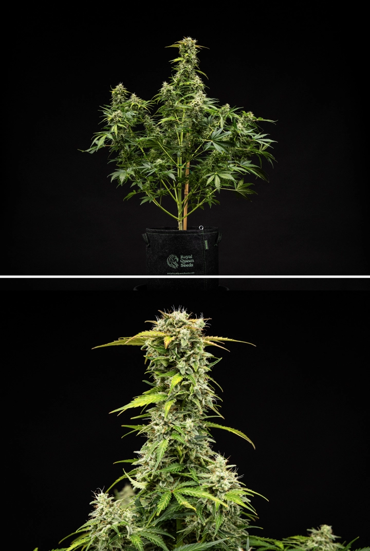 Grow report Royal Creamatic: settimana 9, cime pronte per il raccolto Pianta di cannabis Royal Creamatic nella settimana 9, con cime pronte per il raccolto, tricomi ghiacciati, pistilli bianchi e una cola principale robusta.