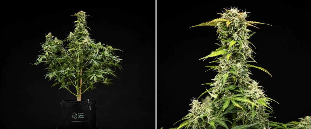 Grow report Royal Creamatic: settimana 9, cime pronte per il raccolto Pianta di cannabis Royal Creamatic nella settimana 9, con cime pronte per il raccolto, tricomi ghiacciati, pistilli bianchi e una cola principale robusta.