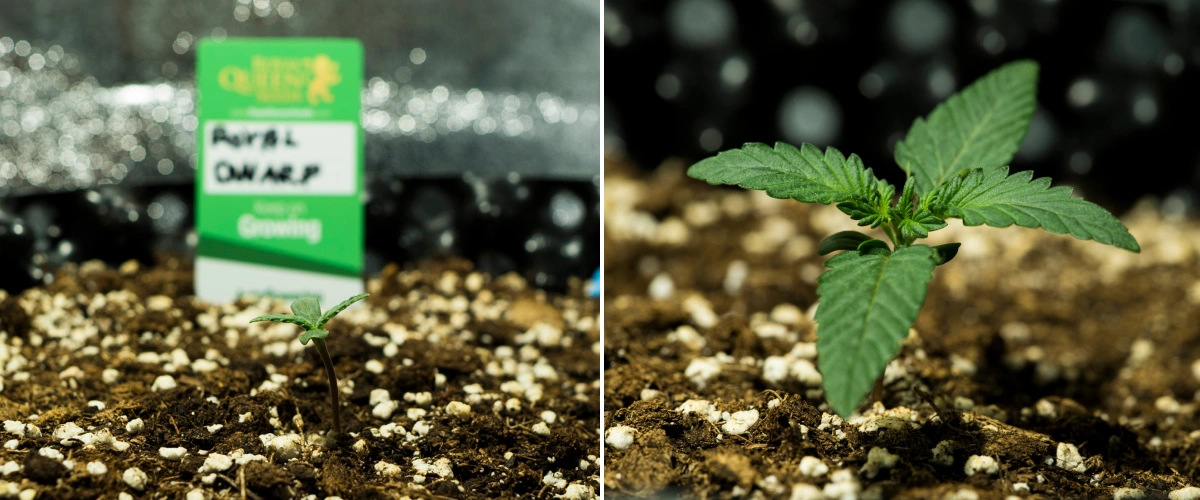 Plantule di cannabis Royal Dwarf nella settimana 1, con crescita iniziale, foglie verdi, terriccio ricco di perlite e un pacchetto Royal Queen Seeds.