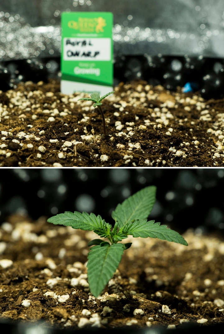 Plantule di cannabis Royal Dwarf nella settimana 1, con crescita iniziale, foglie verdi, terriccio ricco di perlite e un pacchetto Royal Queen Seeds.