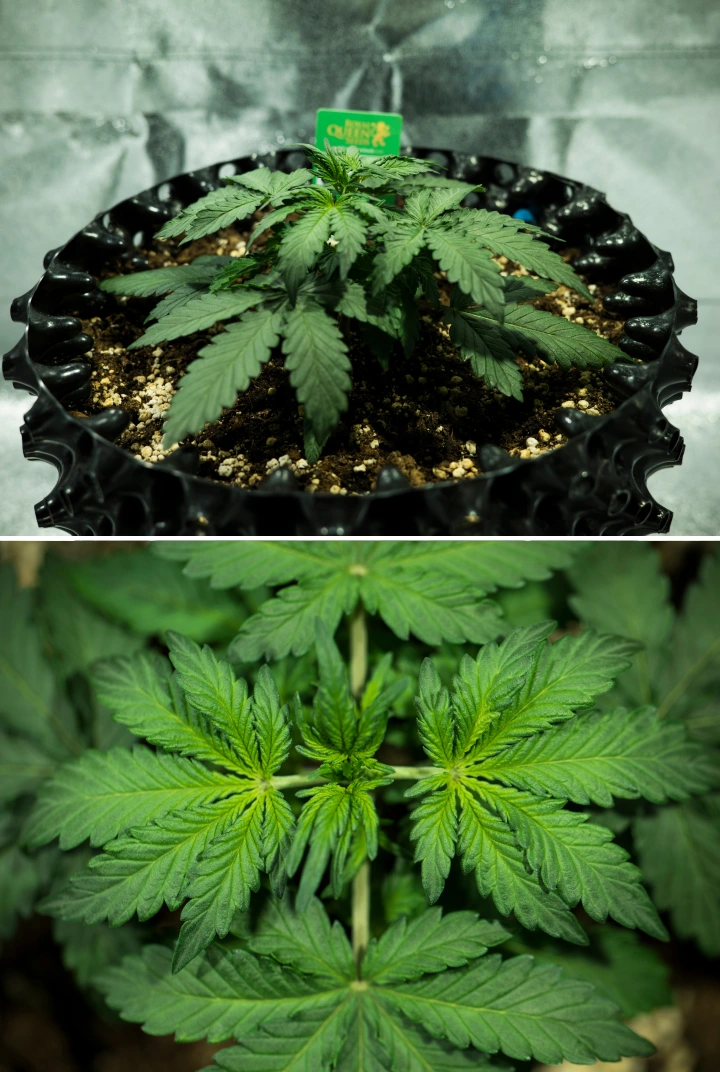 Pianta di cannabis Royal Dwarf nella settimana 2, con crescita vegetativa compatta, foglie verdi sane, internodi corti e terriccio ricco di perlite.