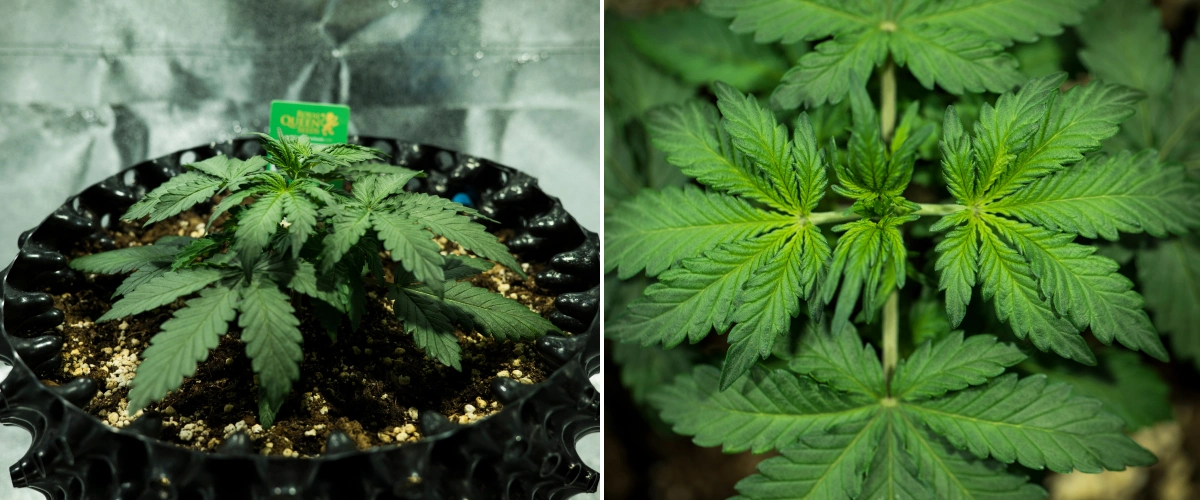 Pianta di cannabis Royal Dwarf nella settimana 2, con crescita vegetativa compatta, foglie verdi sane, internodi corti e terriccio ricco di perlite.