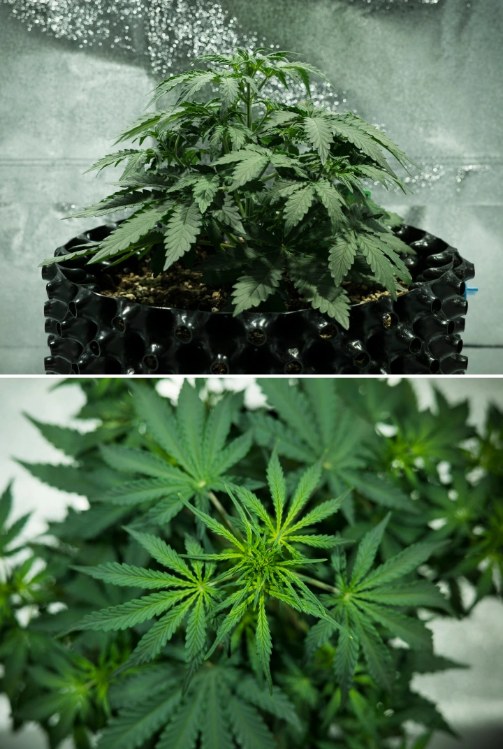 Pianta di cannabis Royal Dwarf nella settimana 3, con crescita compatta e folta, segni precoci di fioritura, fogliame verde sano e un contenitore AirPot.